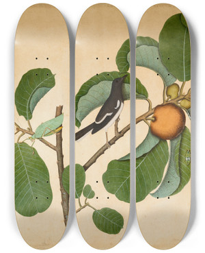 Triptych art skateboard deck of Sheikh Zain Aldin Oriental Magpie Robin With Katydid And Leaf Hopper On Monkey Jack Branch by Sheikh Zain al-Din (18-)