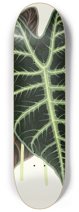 Edward Joseph Lowe - Alocasia Lowii 8.25 inch art skate deck