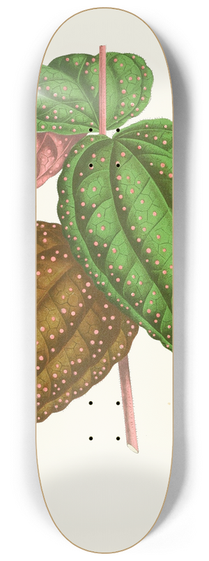 Edward Joseph Lowe - Bertolonia Guttata 8.25 inch art skate deck