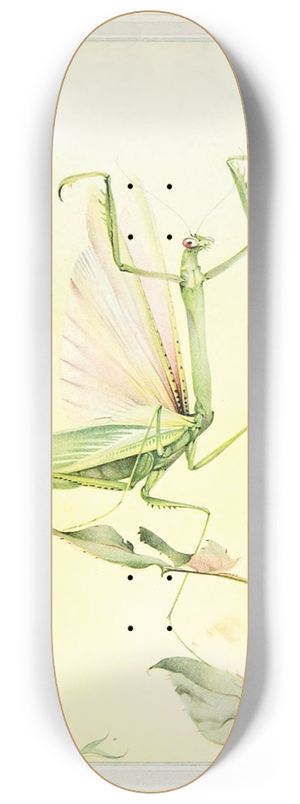 Edward Julius Detmold - The Praying Mantis 8.25 inch art skate deck