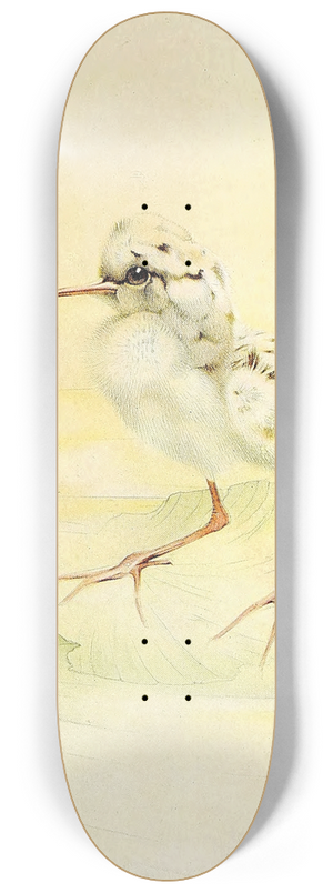 Edward Julius Detmold - The Redshank 8.25 inch art skate deck
