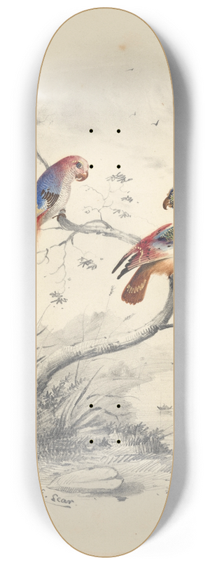 Edward Lear - A pair of parrots 8.25 inch art skate deck