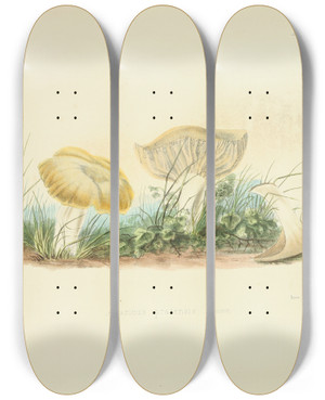 Triptych art skateboard deck of Anna Maria Hussey Illustrations Of British Mycology Pl40 by Anna Maria Hussey (1805-1853)