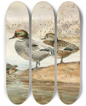 Triptych art skateboard deck of Allan Brooks Falcated Teal by Allan Brooks (1869-1946)