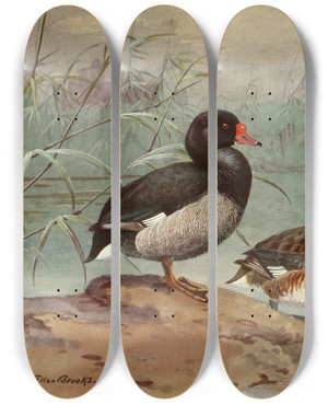 Triptych art skateboard deck of Allan Brooks Rosybilled Duck by Allan Brooks (1869-1946)