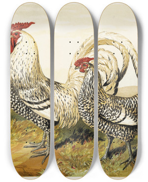 Triptych art skateboard deck of Harrison Weir Silver Spangled Hamburghs by Harrison Weir (1824-1906)