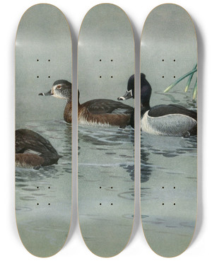 Triptych art skateboard deck of Allan Brooks Ringnecked Duck by Allan Brooks (1869-1946)