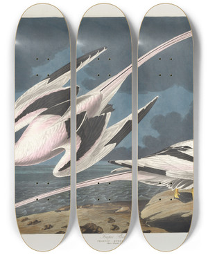 Triptych art skateboard deck of John James Audubon Tropic Bird by John James Audubon (1785-1851)