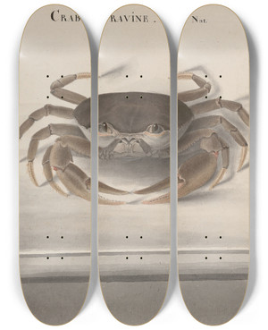 Triptych art skateboard deck of Ren De Rabi Natural History Of Saint Domingue Pl121 by Ren de Rabi (1700-1785)