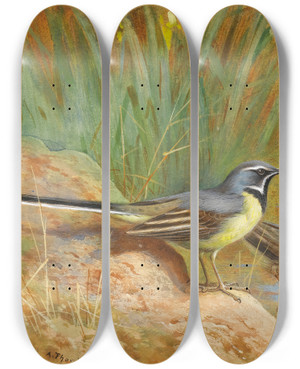 Triptych art skateboard deck of Archibald Thorburn 5 Grey Wagtails by Archibald Thorburn (1860-1935)