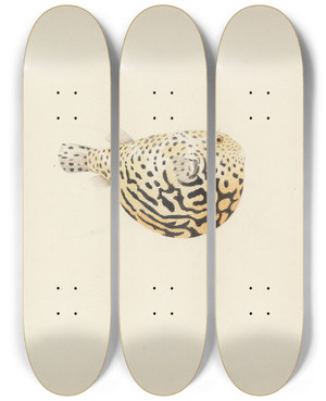 Triptych art skateboard deck of Luigi Balugani Unidentified Fish_14 by Luigi Balugani (1737-1770)