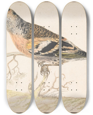 Triptych art skateboard deck of Gerardus Van Veen Bramling Fringilla Montifringilla by Gerardus van Veen (1620-1683)