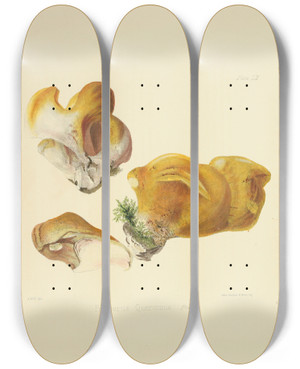 Triptych art skateboard deck of Anna Maria Hussey Illustrations Of British Mycology Pl52 by Anna Maria Hussey (1805-1853)
