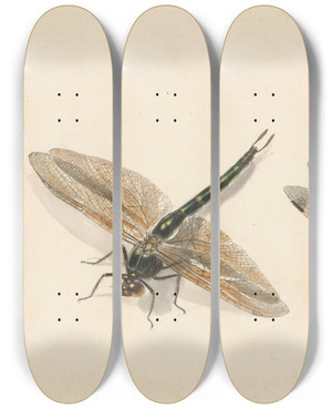 Triptych art skateboard deck of Albertus Steenbergen Studie Van Twee Libellen by Albertus Steenbergen (1814-1900)