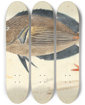 Triptych art skateboard deck of Luigi Balugani A Fish_2 by Luigi Balugani (1737-1770)