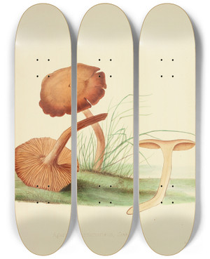 Triptych art skateboard deck of Anna Maria Hussey Illustrations Of British Mycology Pl30 by Anna Maria Hussey (1805-1853)