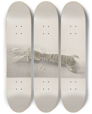 Triptych art skateboard deck of Ren De Rabi Natural History Of Saint Domingue Pl131 by Ren de Rabi (1700-1785)