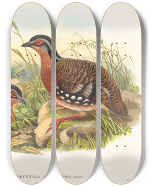 Triptych art skateboard deck of John Gould Rufousbreasted Bamboo Partridge Bambusicola Hyperythra by John Gould (1804-1881)