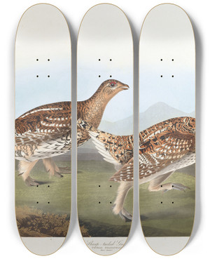 Triptych art skateboard deck of John James Audubon Sharptailed Grous by John James Audubon (1785-1851) Triptych art skateboard deck of John James Audubon Sharptailed Grous by John James Audubon (1785-1851)