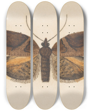Triptych art skateboard deck of George Hudson Entomology Watercolour Pl056 by George Hudson (1867-1946)