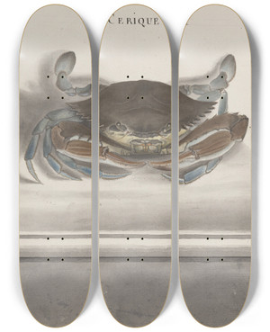 Triptych art skateboard deck of Ren De Rabi Natural History Of Saint Domingue Pl126 by Ren de Rabi (1700-1785)