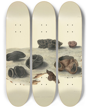 Triptych art skateboard deck of Anna Maria Hussey Illustrations Of British Mycology Pl32 by Anna Maria Hussey (1805-1853)