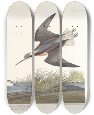 Triptych art skateboard deck of John James Audubon Wilsons Phalarope by John James Audubon (1785-1851)