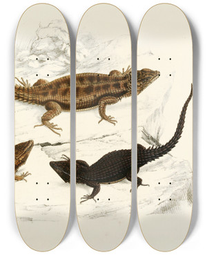 Triptych art skateboard deck of Sir Andrew Smith Cordylus Polyzonus Cordylus Griseus Var by Sir Andrew Smith (1797-1872)