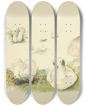 Triptych art skateboard deck of Anna Maria Hussey Illustrations Of British Mycology Pl83 by Anna Maria Hussey (1805-1853)