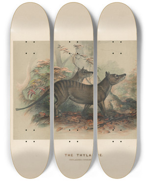 Triptych art skateboard deck of Joseph Wolf The Thylacine_2 by Joseph Wolf (1820-1899)