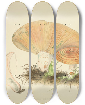 Triptych art skateboard deck of Anna Maria Hussey Illustrations Of British Mycology Pl67 by Anna Maria Hussey (1805-1853)