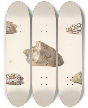 Triptych art skateboard deck of Georgius Jacobus Johannes Van Os Five Shells by Georgius Jacobus Johannes Van Os (1782-1861)