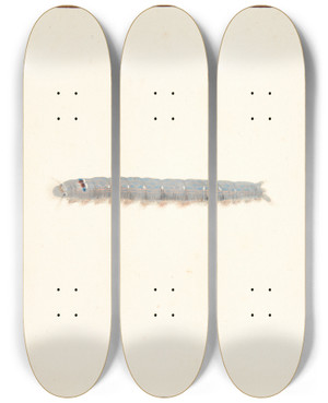 Triptych art skateboard deck of Pieter Holsteijn En Natsommerfuglelarve by Pieter Holsteijn