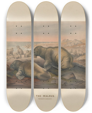 Triptych art skateboard deck of Joseph Wolf The Walrus_2 by Joseph Wolf (1820-1899)
