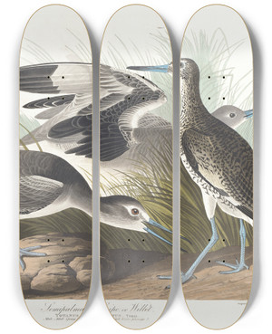 Triptych art skateboard deck of John James Audubon Semipalmated Snipe Or Willet by John James Audubon (1785-1851)