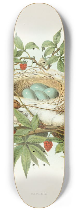Edwin L. Sheppard - Catbird 8.25 inch art skate deck
