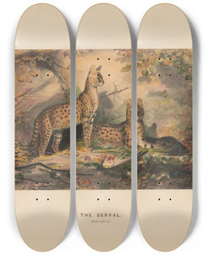 Triptych art skateboard deck of Joseph Wolf The Serval_2 by Joseph Wolf (1820-1899)