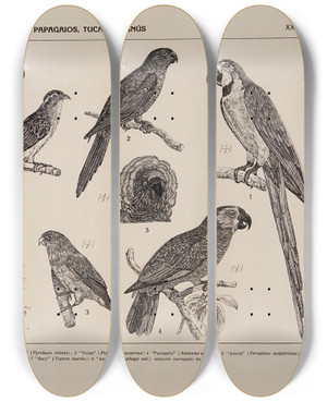 Triptych art skateboard deck of Rodolpho Von Ihering Atlas Da Fauna Do Brasil Pl27 by Rodolpho Von Ihering (1883-1939)