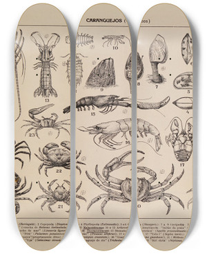 Triptych art skateboard deck of Rodolpho Von Ihering Atlas Da Fauna Do Brasil Pl04 by Rodolpho Von Ihering (1883-1939)