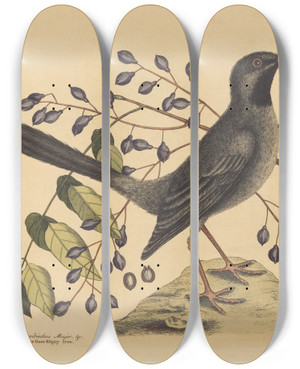 Triptych art skateboard deck of Mark Catesby The Red Legged Thrush Turdus Plumbeus by Mark Catesby (1683-1749)