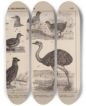 Triptych art skateboard deck of Rodolpho Von Ihering Atlas Da Fauna Do Brasil Pl22 by Rodolpho Von Ihering (1883-1939)
