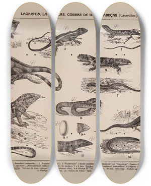 Triptych art skateboard deck of Rodolpho Von Ihering Atlas Da Fauna Do Brasil Pl20 by Rodolpho Von Ihering (1883-1939)