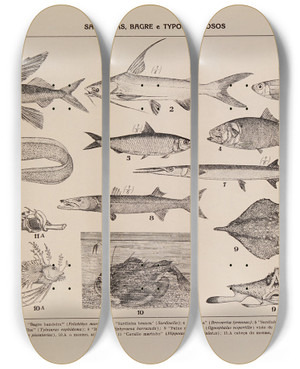 Triptych art skateboard deck of Rodolpho Von Ihering Atlas Da Fauna Do Brasil Pl12 by Rodolpho Von Ihering (1883-1939)