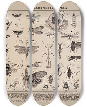 Triptych art skateboard deck of Rodolpho Von Ihering Atlas Da Fauna Do Brasil Pl06 by Rodolpho Von Ihering (1883-1939)