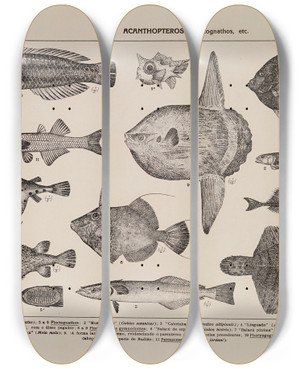 Triptych art skateboard deck of Rodolpho Von Ihering Atlas Da Fauna Do Brasil Pl13 by Rodolpho Von Ihering (1883-1939)