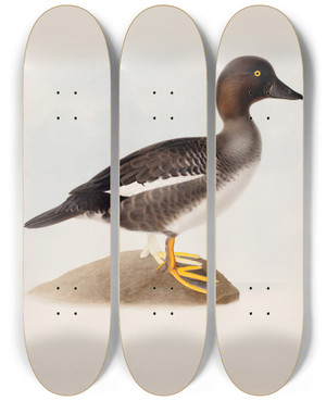 Triptych art skateboard deck of Magnus Von Wright Common Goldeneye by Magnus Von Wright (1805-1868)