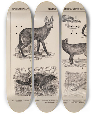 Triptych art skateboard deck of Rodolpho Von Ihering Atlas Da Fauna Do Brasil Pl35 by Rodolpho Von Ihering (1883-1939)