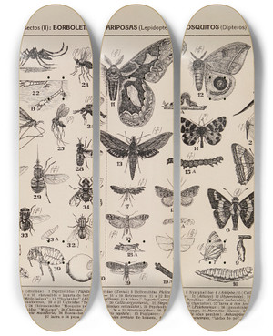 Triptych art skateboard deck of Rodolpho Von Ihering Atlas Da Fauna Do Brasil Pl07 by Rodolpho Von Ihering (1883-1939)