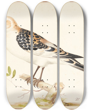 Triptych art skateboard deck of Pieter Holsteijn En Snespurv Plectrophenax Nivalis by Pieter Holsteijn