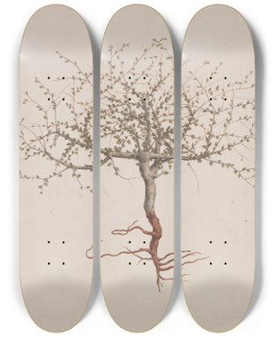Triptych art skateboard deck of Luigi Balugani Commiphora Gileadensis L C Chr Balm Of Gilead Opobalsam_1 by Luigi Balugani (1737-1770)
